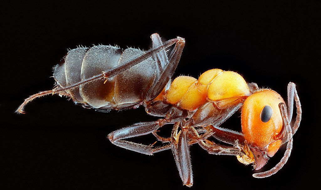 Ant Control service in Anniston, AL