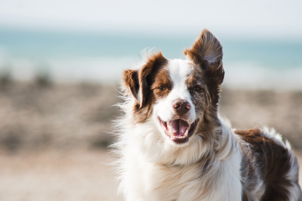 Flea & Tick Control service in Anniston, AL