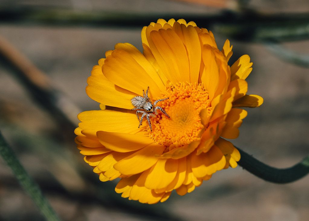 Spider Control service in Anniston, AL